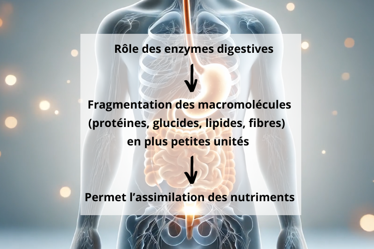 rôle des enzymes digestives
